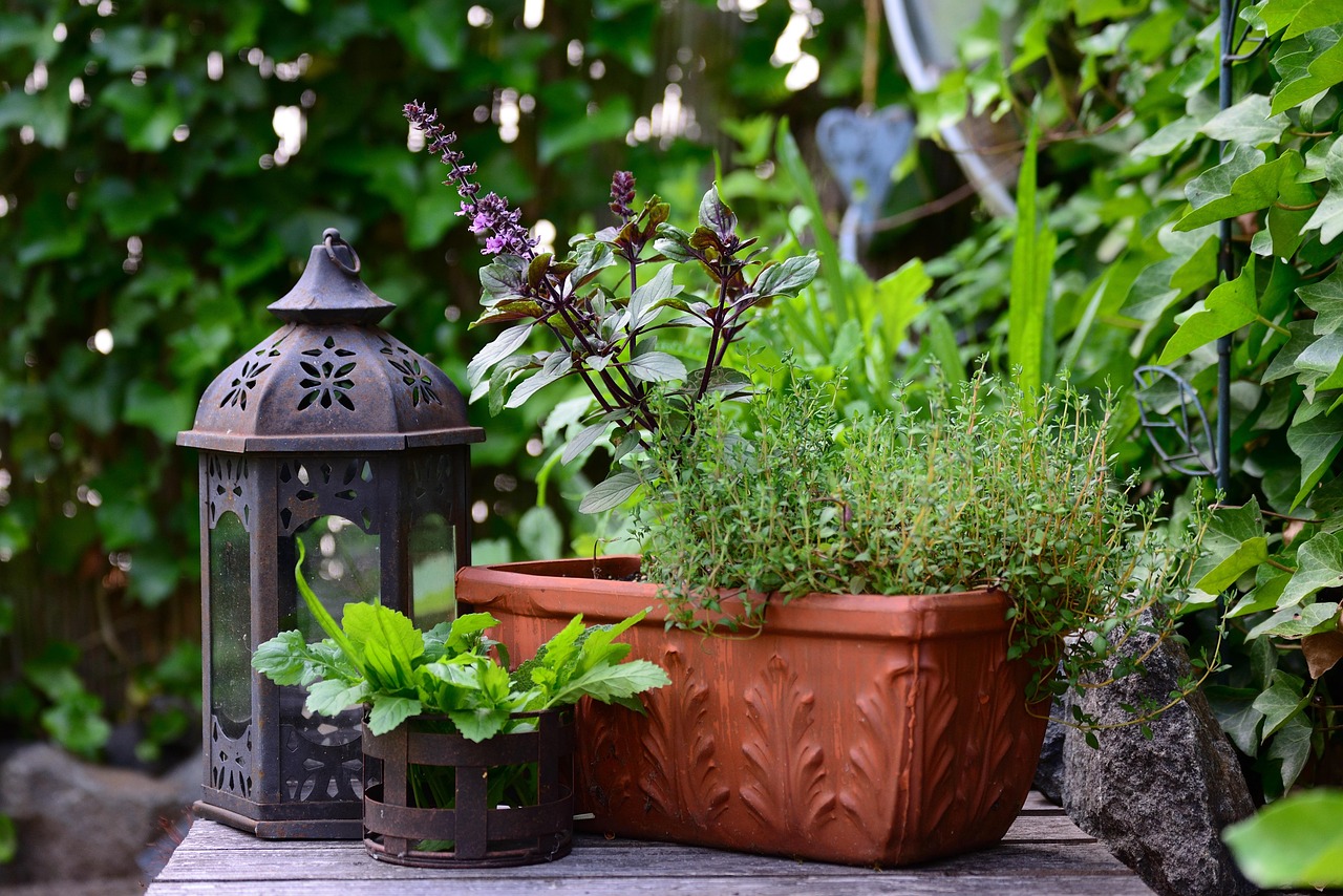 basil_bush_basil_5332038_1920_1_3511ac9b81.jpg