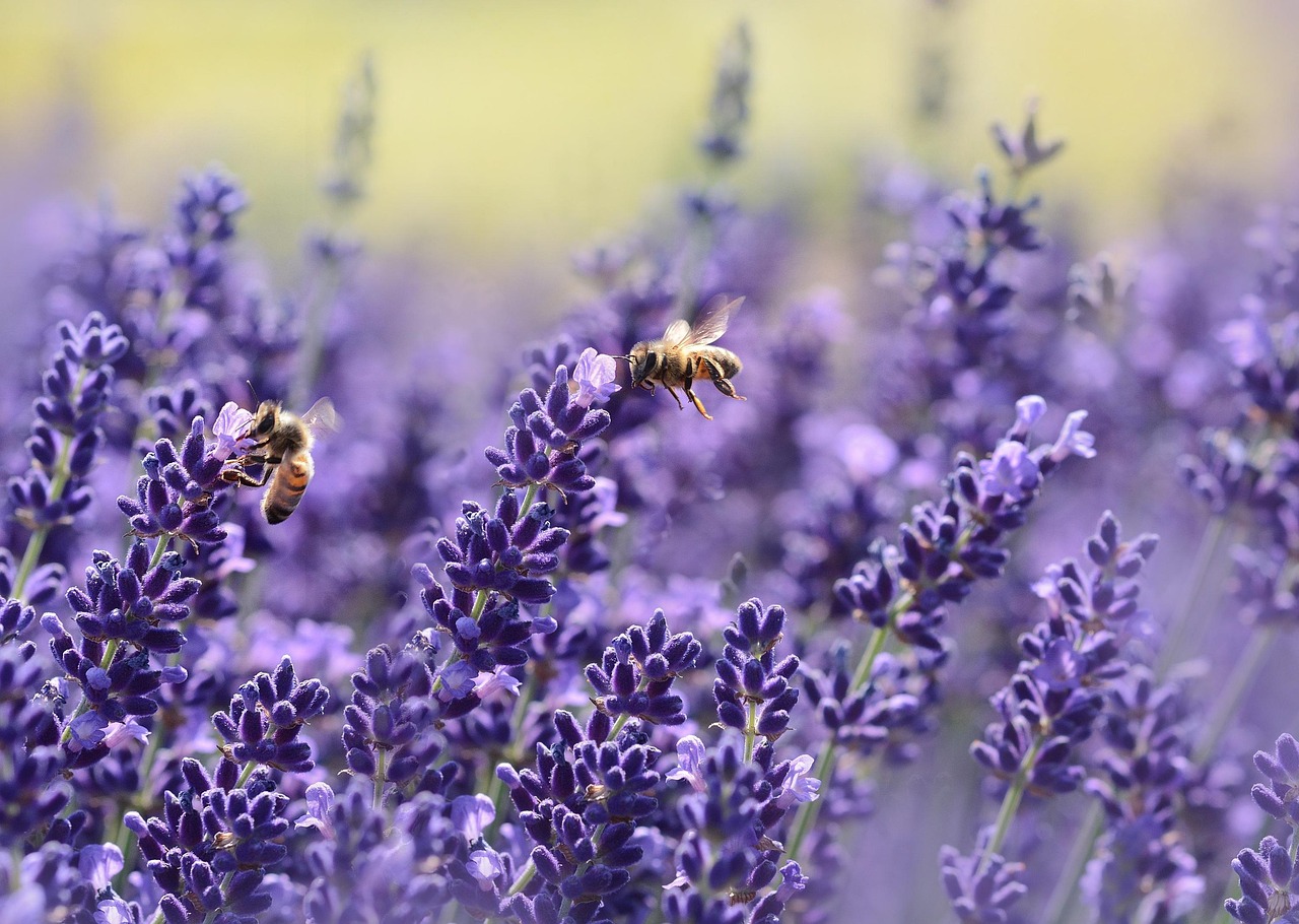 lavenders_1537694_1920_1_4112b4869b.jpg